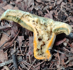 Lactarius deliciosus