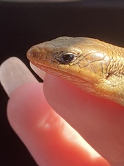 Plestiodon skiltonianus skiltonianus