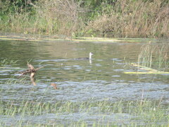 Nettapus coromandelianus