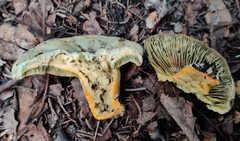 Lactarius deliciosus