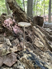 Physalacriaceae