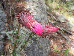 Cirsium anartiolepis