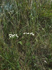 Solidago ptarmicoides