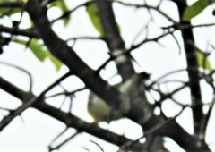 Vireo flavifrons