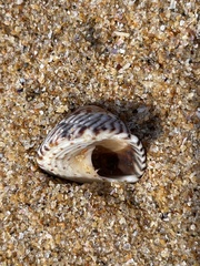 Bembicium nanum