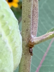 Formicinae