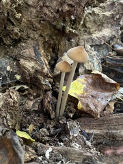 Physalacriaceae