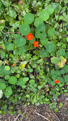 Tropaeolum majus