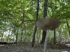 Physalacriaceae