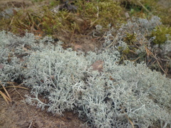 Cladonia arbuscula