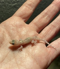 Hemidactylus turcicus