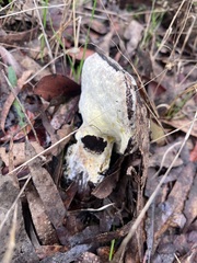 Austroboletus niveus