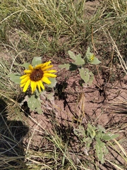 Helianthus petiolaris
