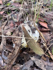 Austroboletus niveus