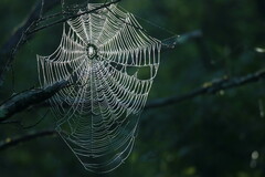 Araneidae
