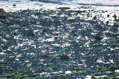 Charadrius modestus