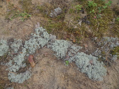 Cladonia arbuscula