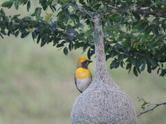 Ploceus philippinus