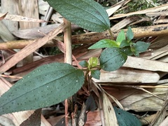 Sarcopyramis napalensis