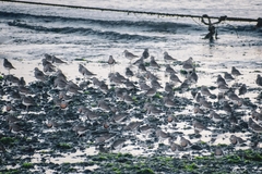 Charadrius modestus