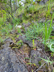 Phlox longifolia longifolia