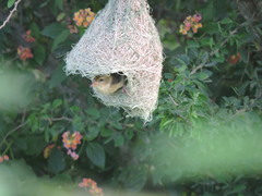 Ploceus philippinus