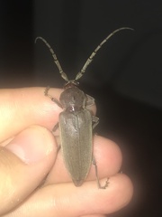 Enaphalodes hispicornis