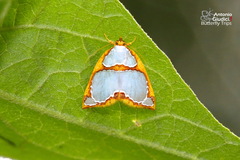 Titulcia confictella