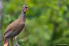 Ortalis poliocephala