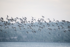 Charadrius modestus