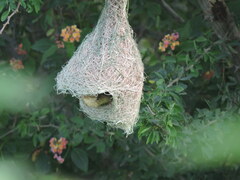 Ploceus philippinus