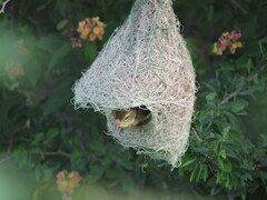 Ploceus philippinus