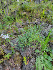Phlox longifolia longifolia