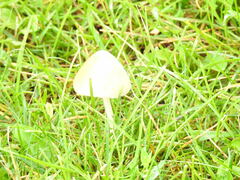 Conocybe apala