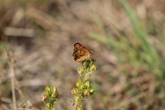 Phyciodes pulchella