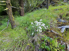 Phlox longifolia longifolia