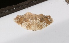 Nematocampa resistaria
