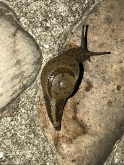 Megaustenia imperator