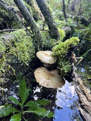 Marasmiineae