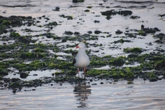Leucophaeus scoresbii