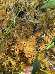 Sphagnum angustifolium