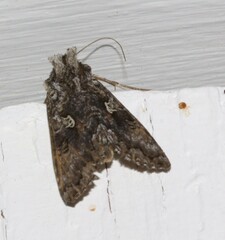 Syngrapha octoscripta