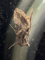 Ctenoplusia oxygramma