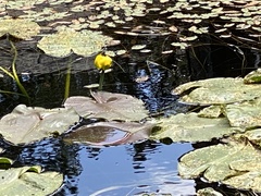 Nuphar polysepala