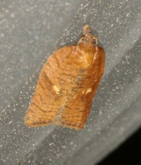 Aphelia