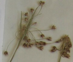 Luzula acuminata acuminata