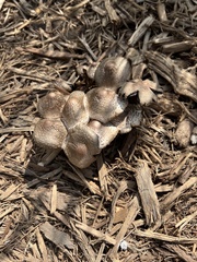 Leucoagaricus americanus