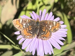 Phyciodes pulchella