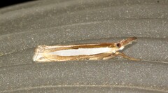 Crambus leachellus