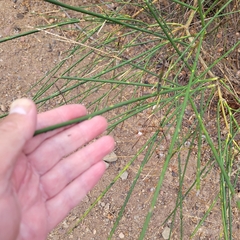 Lepidospartum squamatum